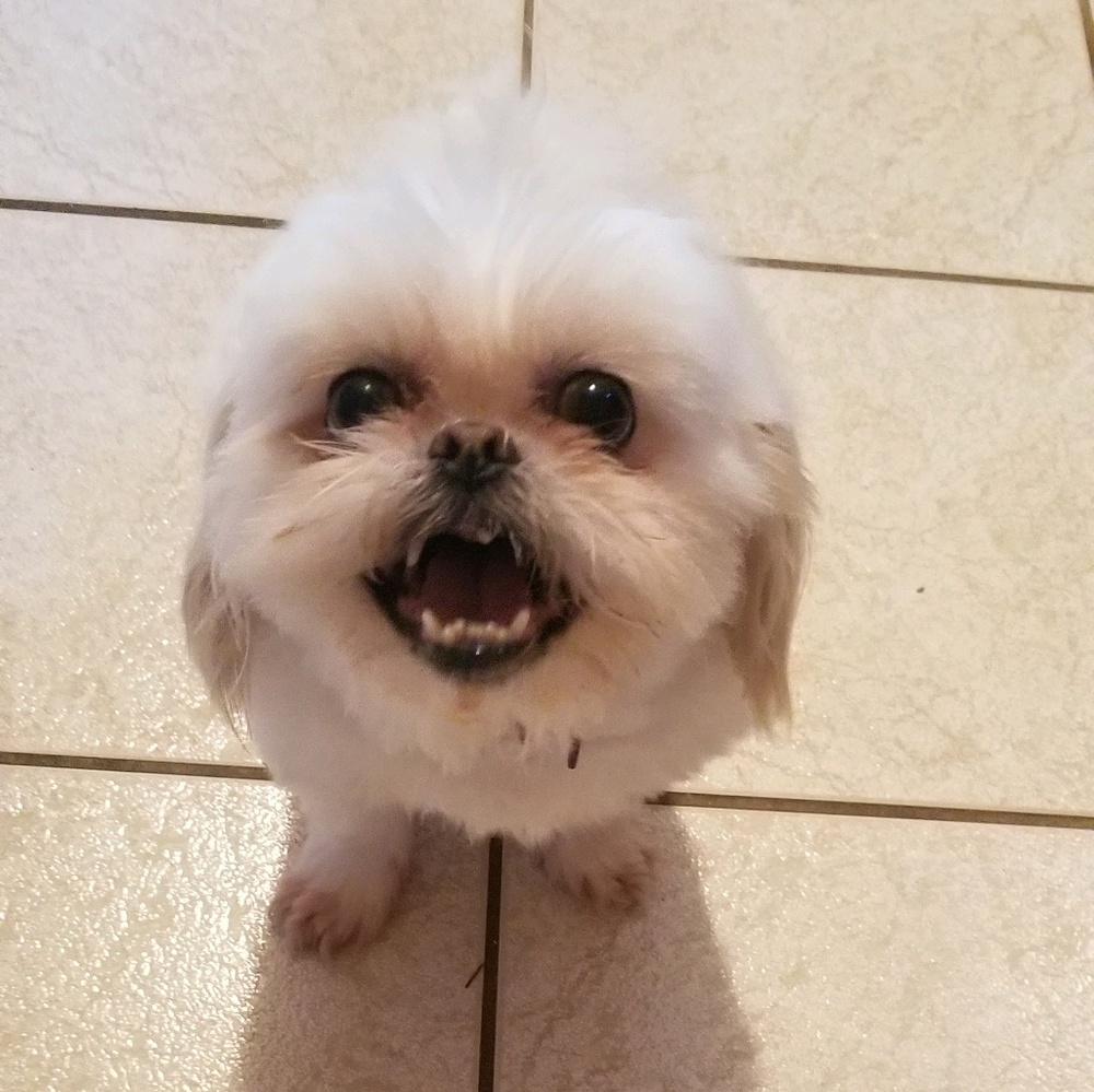 Meet your Posher, Brianna